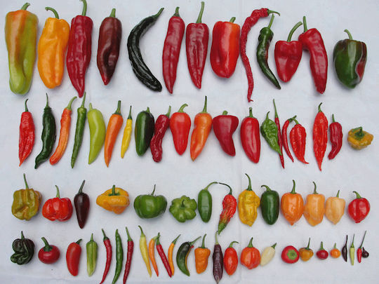 Panora Pepper 500gr