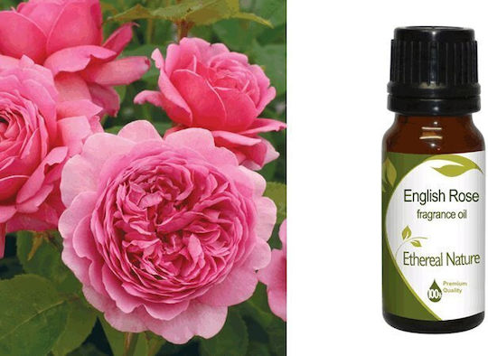 English Rose Fragrance 10ml Nature & Body