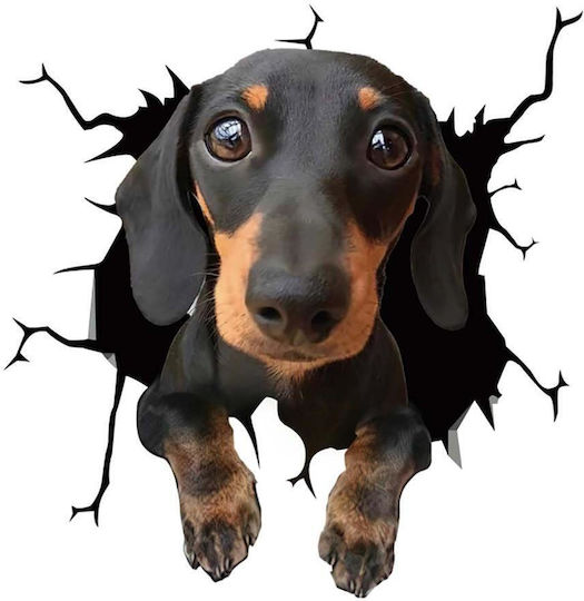 Autocolant decorativ Dachshund pentru casă sau mașină, autocolant premium, 30 X 30 Cm, oferte originale