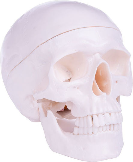 Heine Scientific Manechin de antrenament Craniu/cap