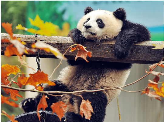Diamond Mosaic Tapestry Rila Crafts, 30x40cm, Panda