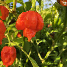 Πιπερια Trinidad Scorpion Chilli Ολοκληρη Μεξικου 50 Gr