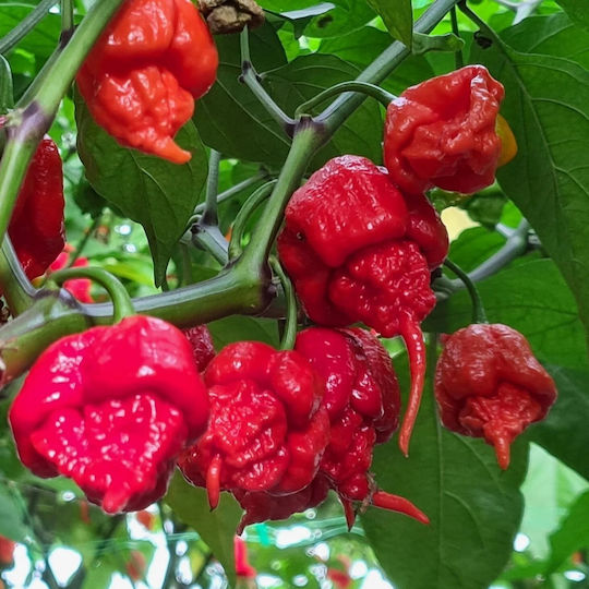 Carolina Reaper Chilis Ganzer mexikanischer Chili 10 Gr