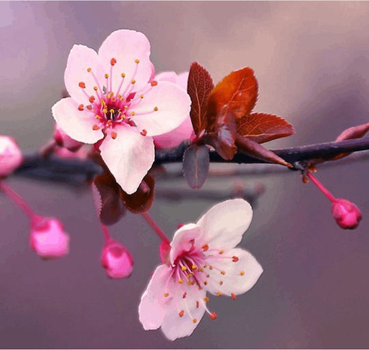 Men for San Greenfields Αρωματική Λοσιόν Touch of Blossom 75ml