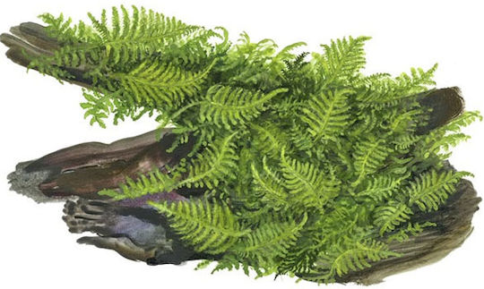Tropica Vesicularia Dubyana Christmas Moss On Wood Live Aquarium Plant Java