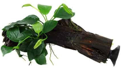Tropica Plantă acvatică vie Anubias barteri