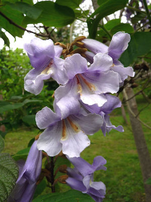 Paulownia Kawakamii Paulownia Kawakamii 200+ Seeds