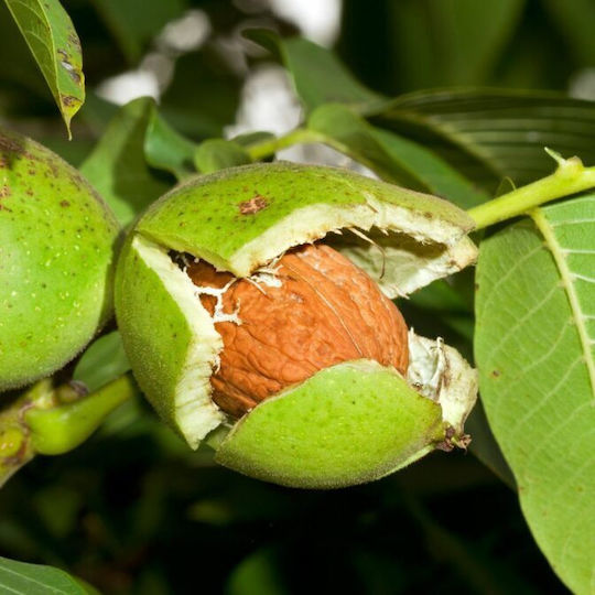 Καρυδελαιο Walnut 20 Ml