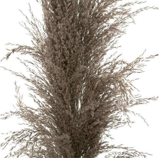Pampas Getrocknetes Braun Pflanze 109cm 3Stücke Atmosphera