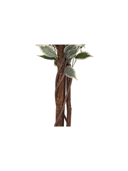 Ficus Ficus Baum im Freien 180cm Atmosphera