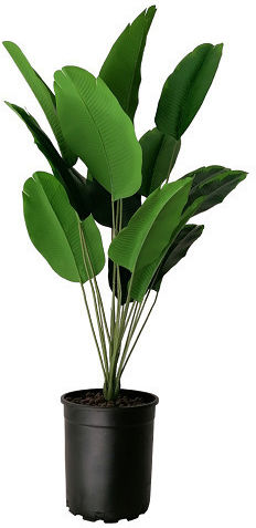 Musa Potted Plant