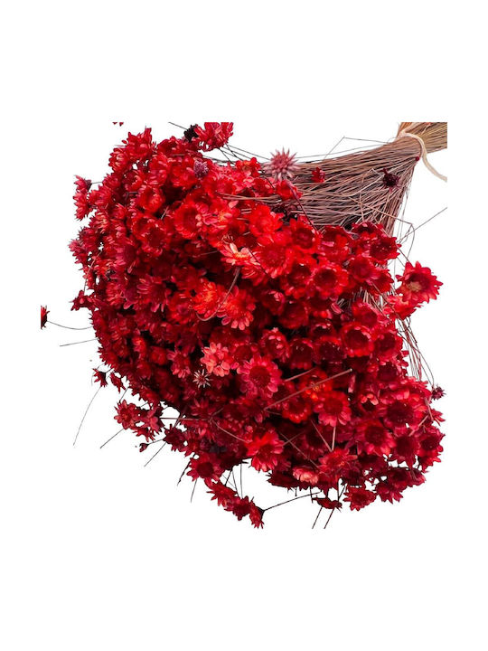 Dried Plant Red 1pcs