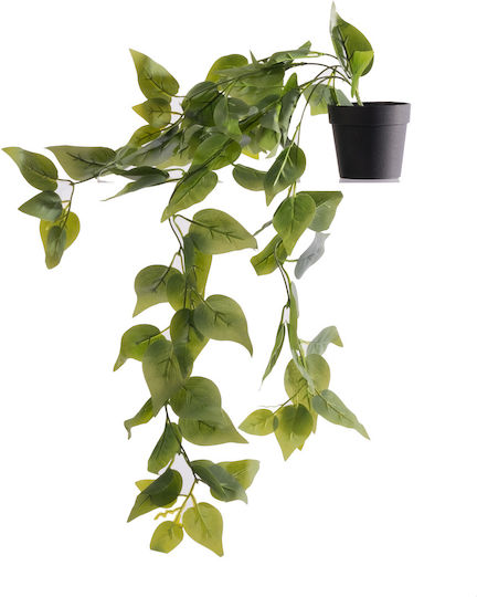 Devil's Ivy in a Potted Plant Supergreens