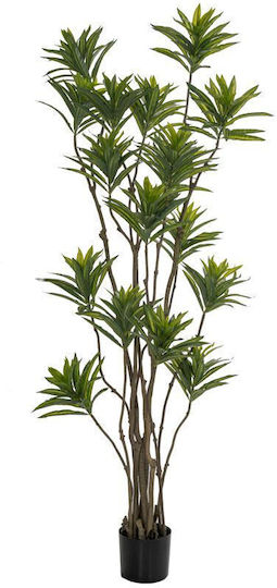 Bamboo in Potted Plant Black Iliadis Bamboo in Potted Plant Black Iliadis