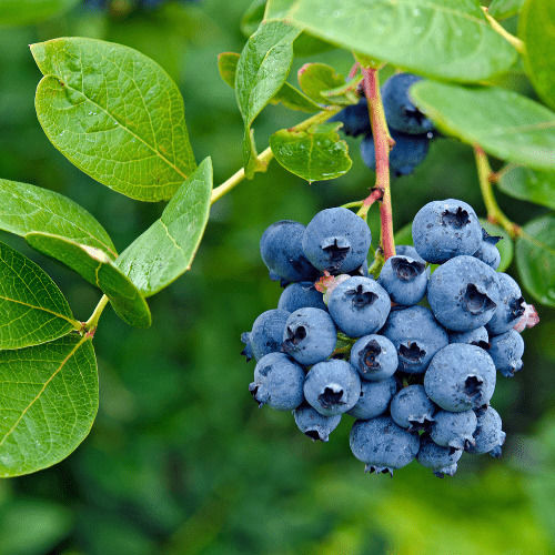 Μυρτιλλο Blueberry Αποξηραμενος Καρπος Αμερικης 30 Gr