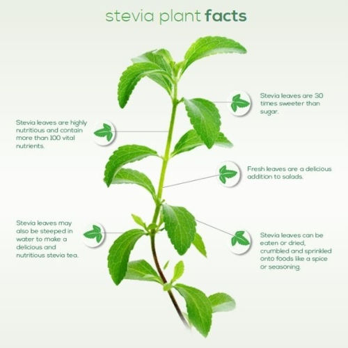 Stevia aus deutschen Farmen 20 g