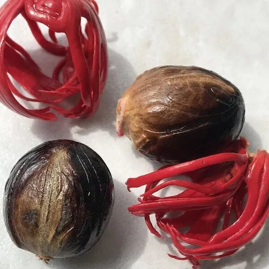 Indonesian Nutmeg Whole 10 Gr