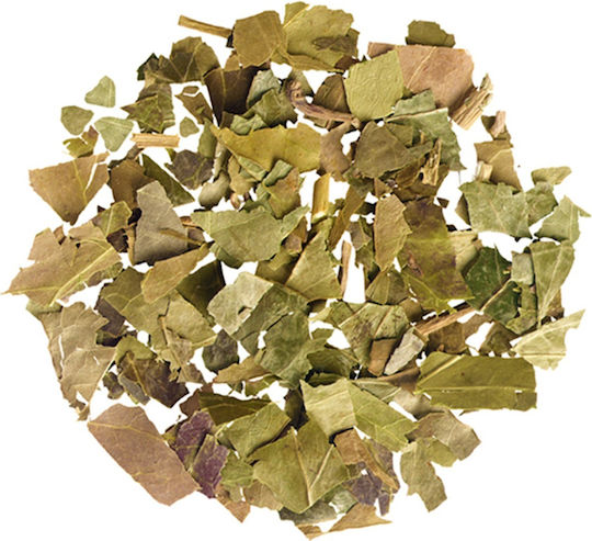 Ivy Leaf Cut Hungary 20 Gr