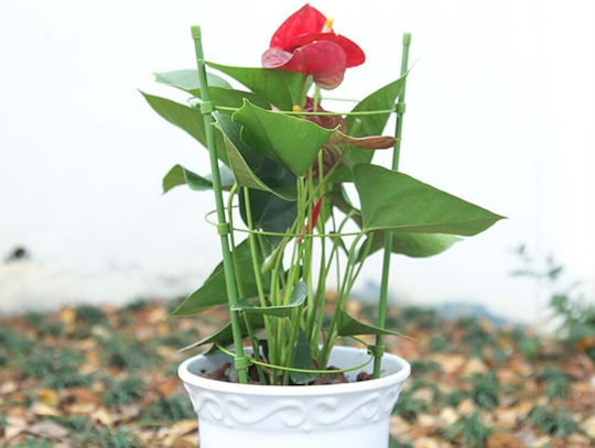 Στηρίγματα Φυτών 60cm