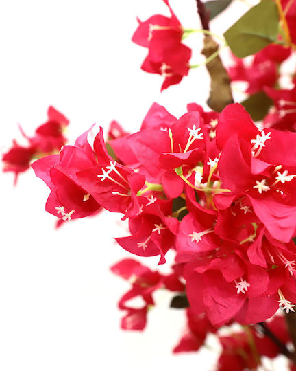 Outdoor Fuchsia Bougainvillea Newplan