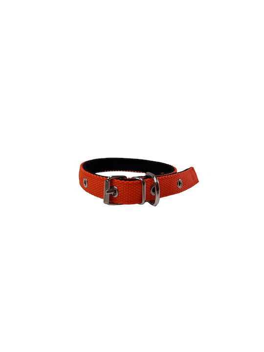 Pet Point Dog Collar in Orange color