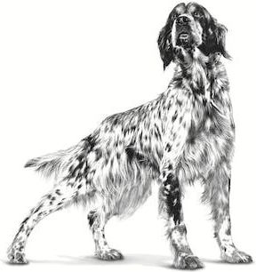 Royal Canin HEPATIC Υγρή Τροφή Σκύλων σε Κονσέρβα Διαίτης με Κρέας, Κοτόπουλο και Ρύζι 420gr