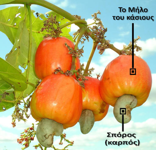 Cashews 240 Raw Vietnam 100 Gr