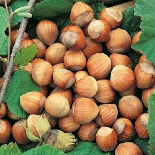 Hazelnuts 14/16 Raw Greece 1000 Gr