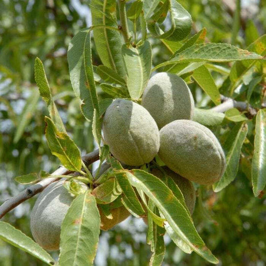 Αμυγδαλοψιχα Butte Padre Χωρις Αλατι Αμερικης 50 Gr