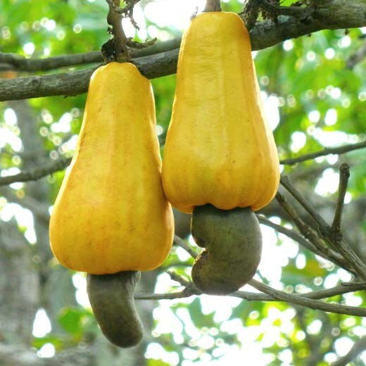 Roasted Salted Cashews Vietnam 500g