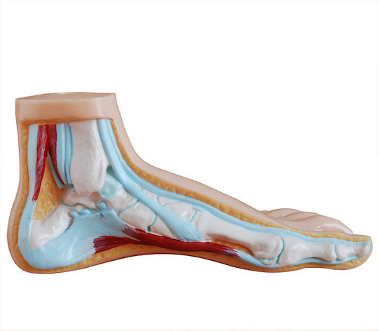 Normal Flat Curved Foot Manikin Set 3 Pieces