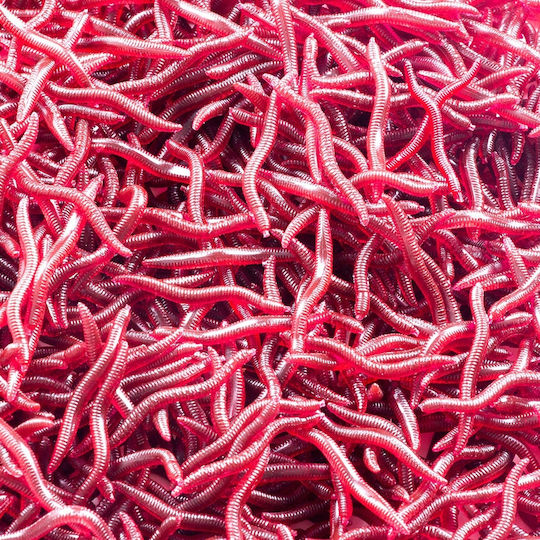 Künstlicher Köder 3.5cm Red Set 100Stück