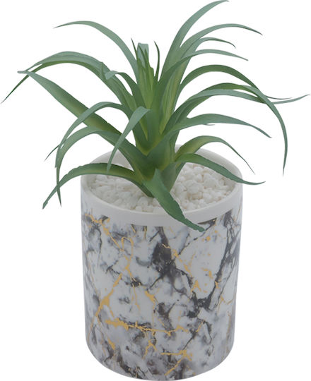 Sukkulente Pflanze in Topf 26cm Uncle George