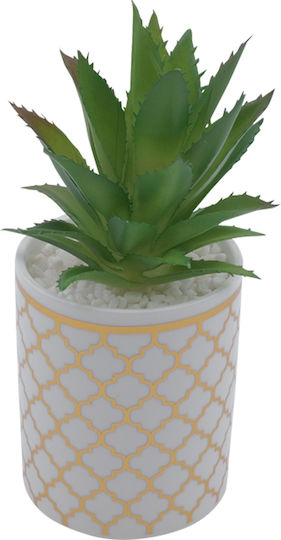 Aloe in Topfpflanze Weiß 21cm Uncle George