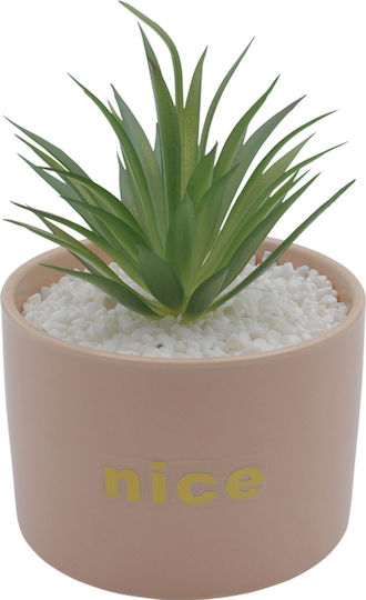 Sukkulente Pflanze in Topf Rosa 17cm Uncle George