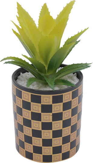 Aloe in Topfpflanze Schwarz Uncle George