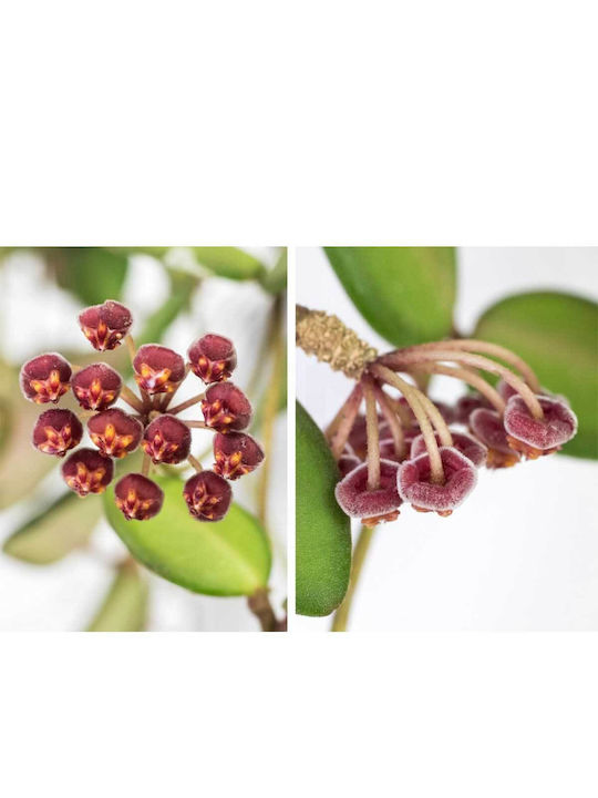 Hoya burtoniae 14cm