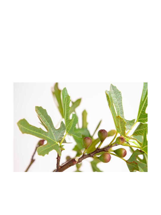 Ficus 'little Miss Figgy' 15cm