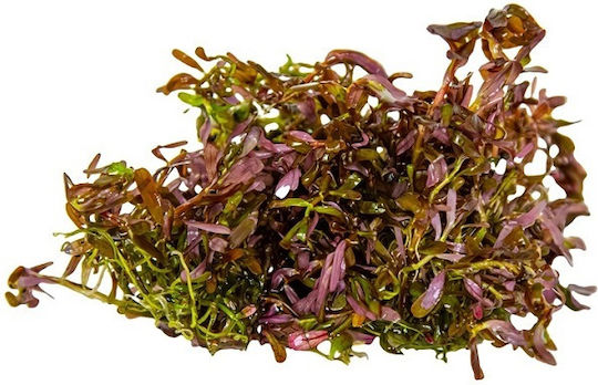 Tropica Rotundifolia Lebende Aquariumspflanze Rotala