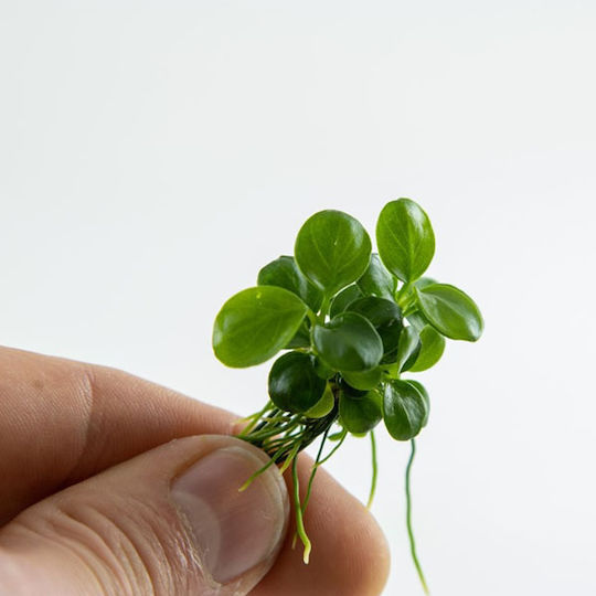 Tropica Anubias Mini Coin 1-2-grow Ζωντανό Φυτό Ενυδρείου
