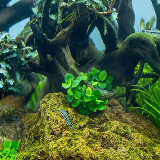 Tropica Anubias Mini Coin 1-2-grow Ζωντανό Φυτό Ενυδρείου