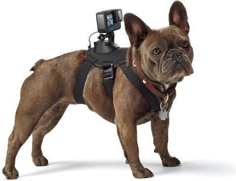 GoPro Fetch (Dog Harness) Dog Support Base for GoPro