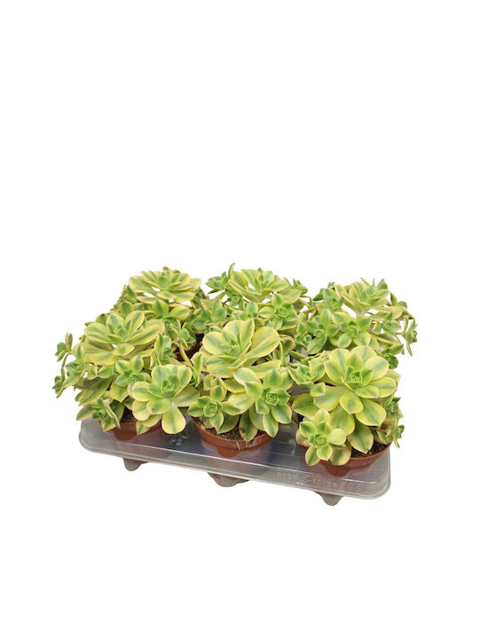 Aeonium ‘kiwi’ 12cm