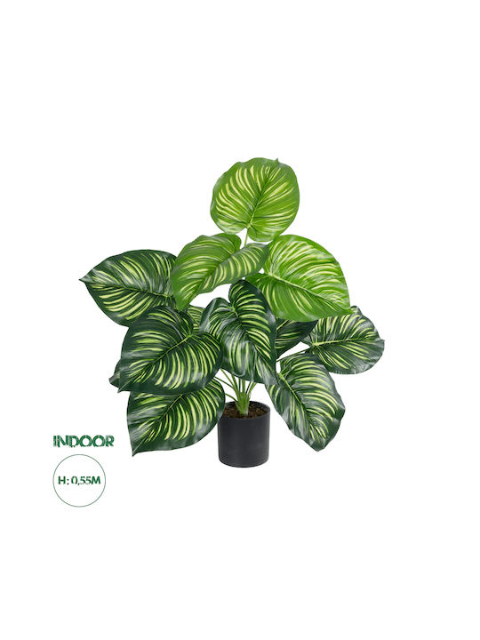 Globostar Artificial Garden Calathea 20933 Decorative Plant Calathea H55cm