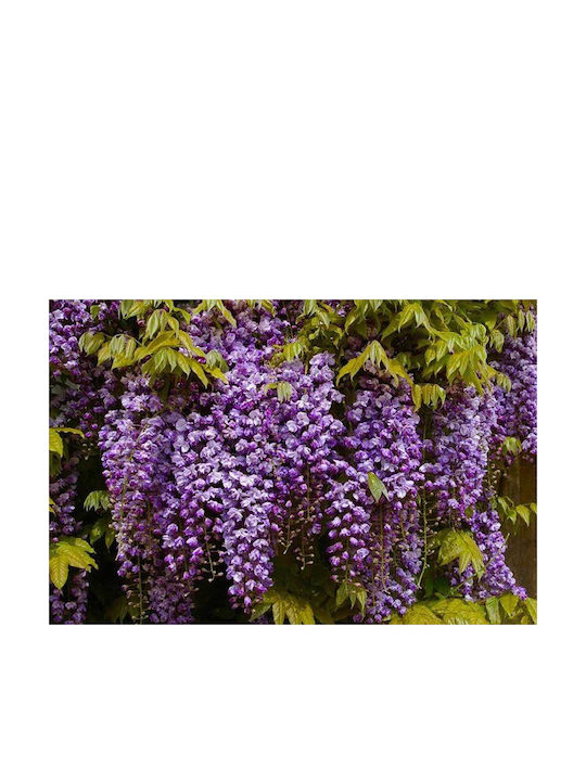 Wisteria 'Schwarzer Drache' 15cm