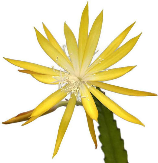 Epiphyllum 'Frühlings Gold' 12cm