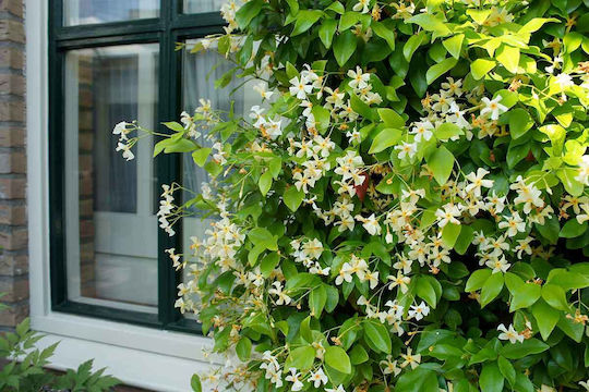 Trachelospermum 'Star Toscane' 15cm