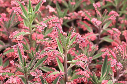 Kalanchoe Cv 'rosa Schmetterlinge' 5,5 cm