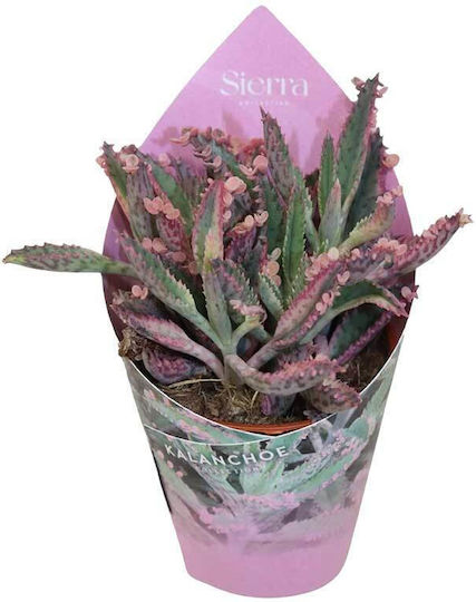 Kalanchoe Cv 'pink Butterflies' 5.5cm