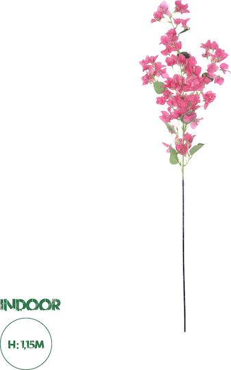 Bougainvillea Fuchsia in Box GloboStar